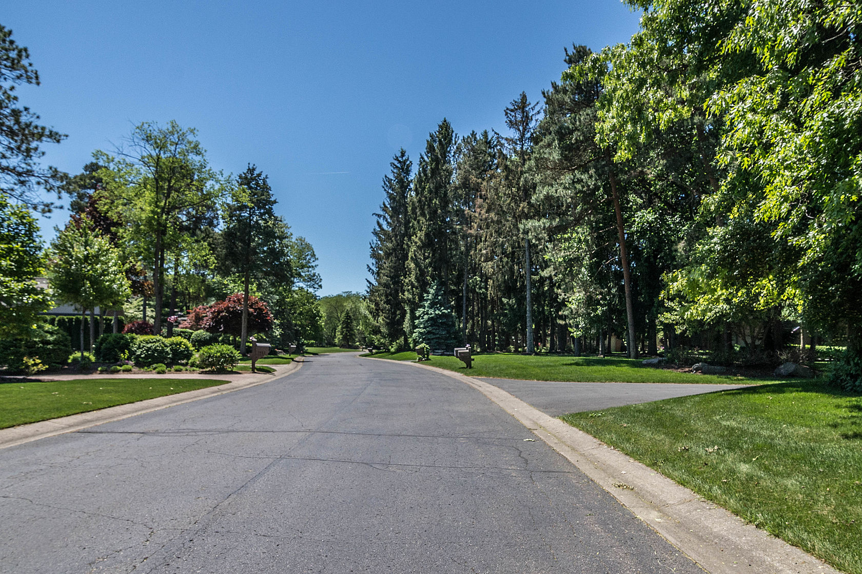 Tree-lined street in Pine Creek