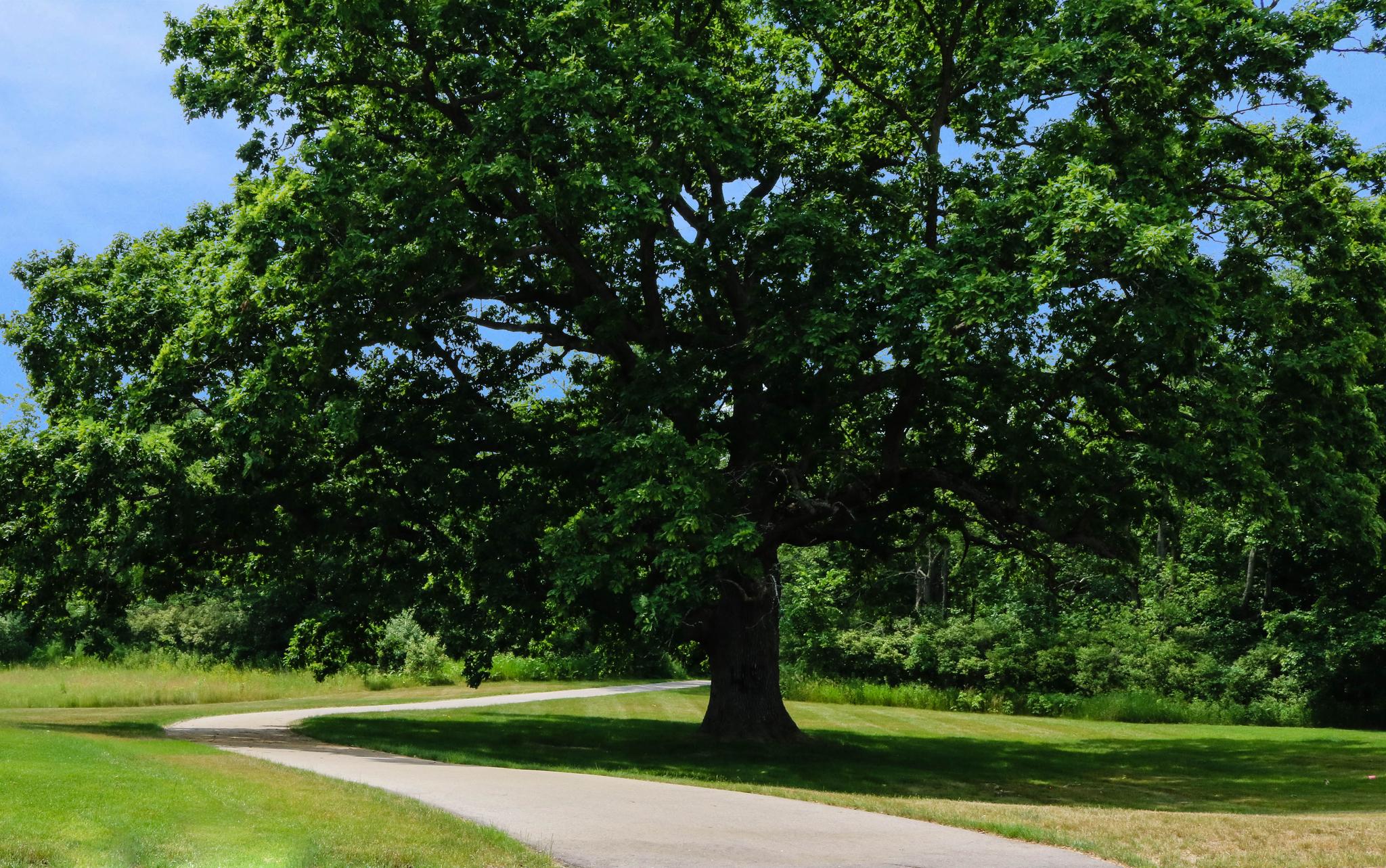 Mill River paved bike path